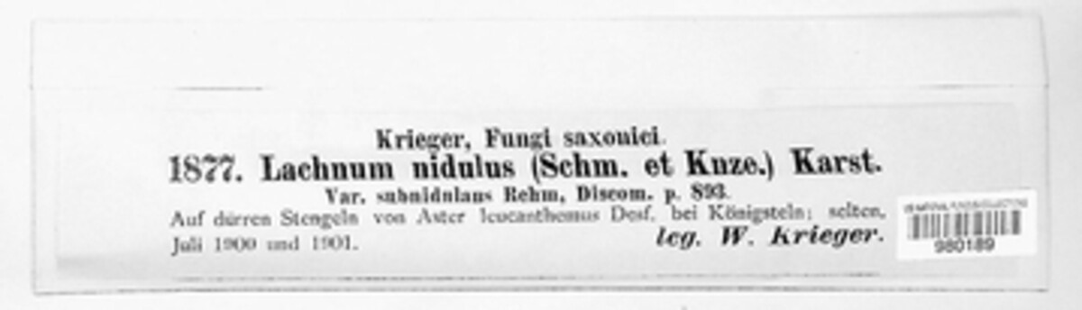 Lachnum nidulus image